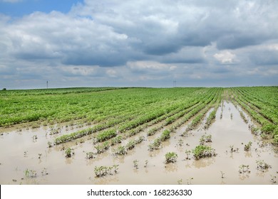 Agricultural natural disaster, flooded soy field  in spring