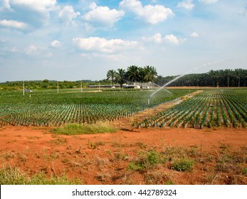 Agricultural. Oil palm plantation seedlings with bifid leaves at nursery with springer water in south of Thailand.