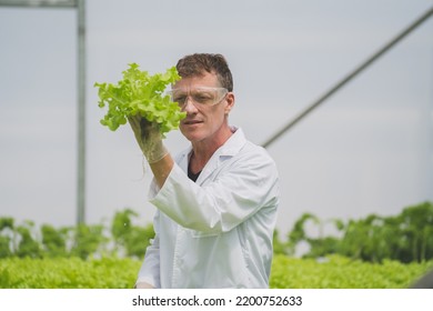 Agricultural Operators Agricultural Workers To Monitor The Growth Of Hydroponic Lettuce Growth.Agriculture Farm Greenhouse Horticulture Business Owne