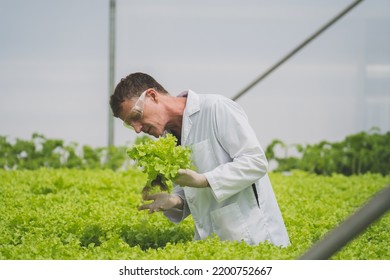 Agricultural Operators Agricultural Workers To Monitor The Growth Of Hydroponic Lettuce Growth.Agriculture Farm Greenhouse Horticulture Business Owne