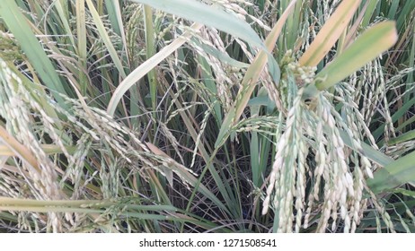 Agricultural Paddy Feild 