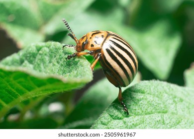 Agricultural pest Colorado potato beetle eats potato leaves. - Powered by Shutterstock