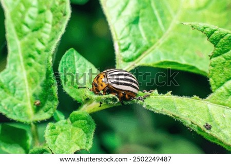 Similar – Image, Stock Photo Colorado potato beetle, Leptinotarsa decemlineata, in potato leaves. insect pests that cause great damage to crops on farms and in gardens.