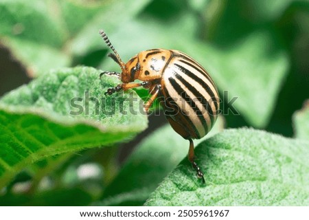 Similar – Image, Stock Photo Colorado potato beetle, Leptinotarsa decemlineata, in potato leaves. insect pests that cause great damage to crops on farms and in gardens.