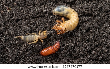 Agricultural pests on the soil. May bug larvae, pupa moth and european mole cricket.
