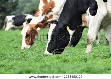 Agricultural photos with a focus on Irish beef, dairy,  sheep industries and farming.