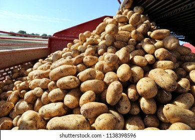 Agricultural Potato Harvest