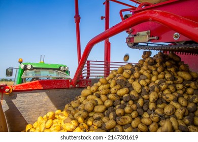 Agricultural Potato Harvest, Close Up