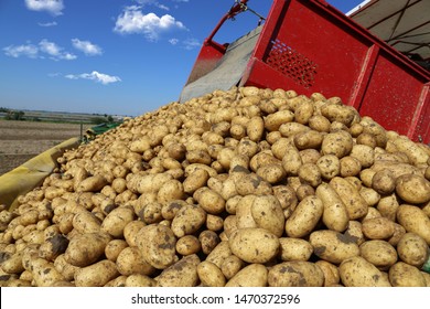 Agricultural Potato Harvest With Harvester