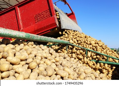 Agricultural Potato Harvest With Harvester