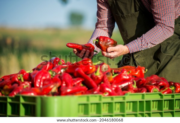 Agricultural\
production. Farmer controls quality of paprika after the harvest,\
close up photo. Agriculture\
concept