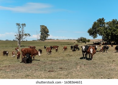 Agricultural Production Pampas Humeda Buenos Aires Stock Photo ...