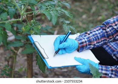 Agricultural researcher is inspecting and analyzing plant's disease and growth of organic tomato plant in garden. Writing on paper clipboard. Concept : Agriculture study and research.         - Powered by Shutterstock