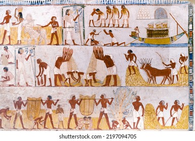 Agricultural scenes from the tomb of Menna at valley of the Nobles . Luxor .Egypt . - Shutterstock ID 2197094705