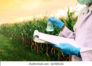 Agricultural scientist researching plants/diseases  in corn plantation. Biotechnology examining plant leaf disease. Scientist observing/analyze chemical reactions in corn field using report/lab tools. - Powered by Shutterstock