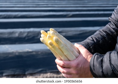 Agricultural Seasonal Farm Worker Holding In Hands Bunch Of Fresh White Asparagus With Covered Asparagus Fields On Background, New Harvest In Europe