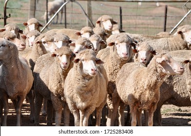 Agricultural Sheep Farming Victoria Australia