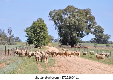 Agricultural Sheep Farming Victoria Australia