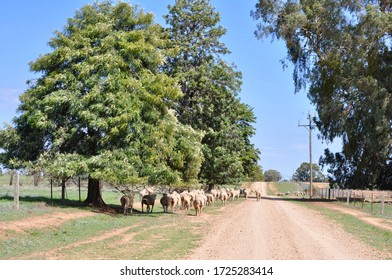 Agricultural Sheep Farming Victoria Australia