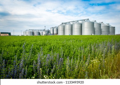 Agricultural Silo, Foregro Plantations. Set Of Storage Tanks Cultivated Agricultural Crops Processing Plant. Building Exterior, Storage And Drying Of Grains, Wheat, Corn, Soy, Hay