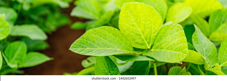 Agricultural Soy Plantation Background. Soy Leaves And Flowers On Soybean Field, Close Up, Banner