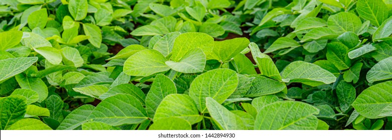 Agricultural Soy Plantation Background. Soy Leaves And Flowers On Soybean Field, Close Up, Banner