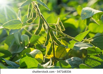 Agricultural soy plantation background on sunny day. Soybean pods on the sunny field bokeh background. Green growing soybeans against sunlight
