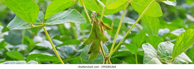 Agricultural Soy Plantation Background. Soy Pods On Soybean Field, Close Up, Banner. 