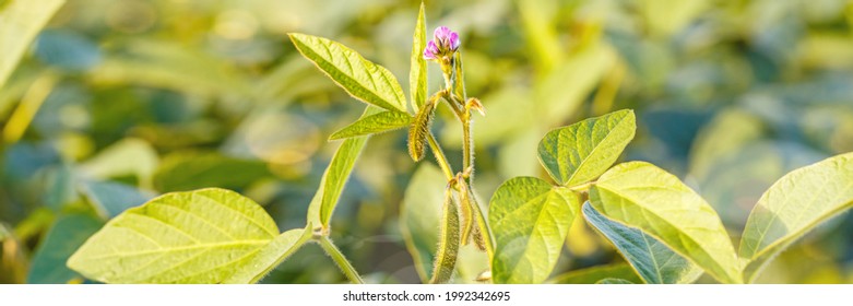 Agricultural Soy Plantation Background. Soy Pods On Soybean Field, Close Up, Banner. 