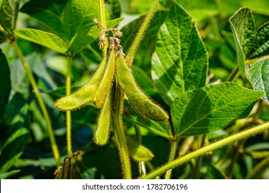 810 Soybean blooms Stock Photos, Images & Photography | Shutterstock