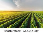  Agricultural soy plantation on sunny day - Green growing soybeans plant against sunlight 