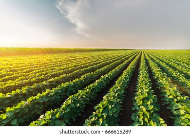  Agricultural soy plantation on sunny day - Green growing soybeans plant against sunlight 