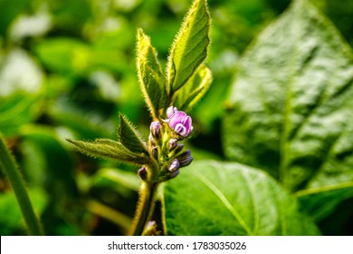 大豆 の画像 写真素材 ベクター画像 Shutterstock