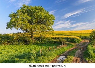 Agricultural Spring Landscape With Meadow, Canola Field, Oak And Farm Track In Schleswig-Holstein, Germany.