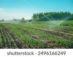 Agricultural sprinklers watering spring onion or leek plantation in spring, selective focus