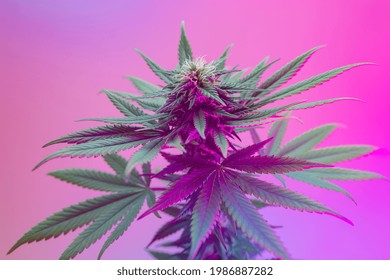 Agricultural strain of cannabis plant. Positive new look on medical marijuana. Flowering marijuana bud in purple color. Good for cosmetic background, aesthetic banner. Vibrant colored weed with leafs