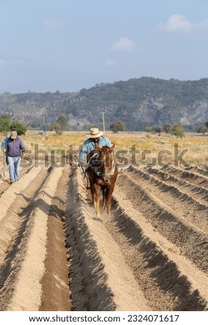 Agricultural sustainability: Mexican peasant farmer tilling the land with a horse for amaranth cultivation