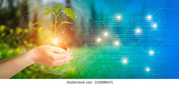 Agricultural technologies for growing plants and scientific research in the field of biology and chemistry of nature. Living green sprout in the hands of a farmer. Organic digital background - Shutterstock ID 2150089671