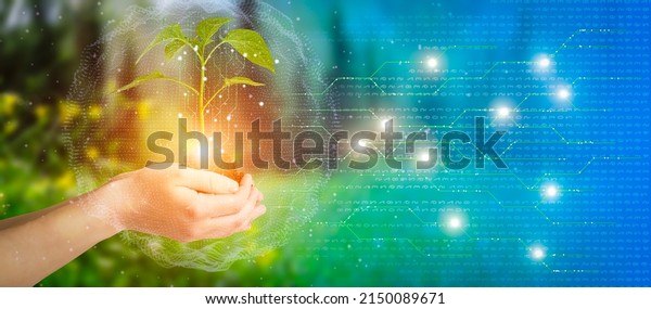 Agricultural technologies for growing plants\
and scientific research in the field of biology and chemistry of\
nature. Living green sprout in the hands of a farmer. Organic\
digital background