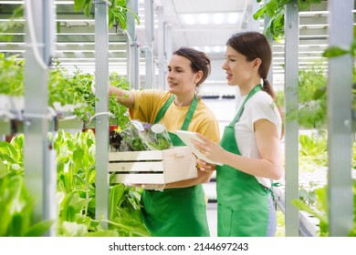 Agricultural technology. Greenhouse plant. Two woman farmer collects an order from green lettuce plants growing in hydroponic greenhouse. vertical farming. - Shutterstock ID 2144697243