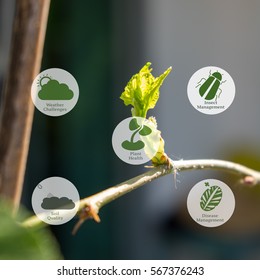 Agricultural technology and organic agriculture concept. The young shoots of Mulberry with the agricultural technology icons .