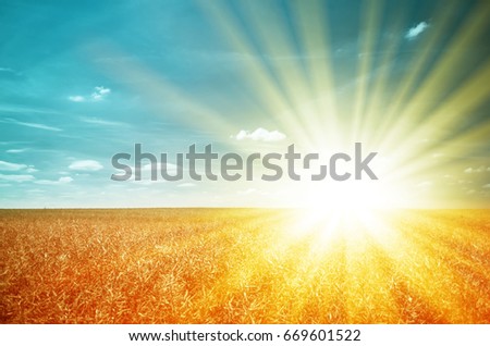Agricultural theme. Bright sunbeams illuminated the wheatfield.