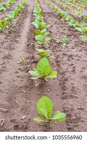 Agricultural Tobacco Field. Fresh Natural Young Tobacco Plants In  Tobacco Field After Rain, Germany. Green Jung Tobacco Seedling, Close Up. 