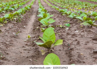 Agricultural Tobacco Field. Fresh Natural Young Tobacco Plants In  Tobacco Field After Rain, Germany. Green Jung Tobacco Seedling, Close Up. 