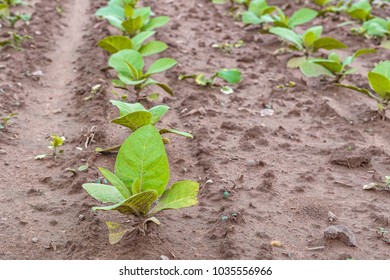 Agricultural Tobacco Field. Fresh Natural Young Tobacco Plants In  Tobacco Field After Rain, Germany. Green Jung Tobacco Seedling, Close Up. 