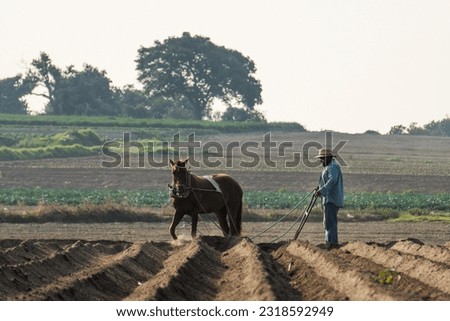 Agricultural traditions in Mexico: Peasant farmer plowing the land with a horse to plant amaranth