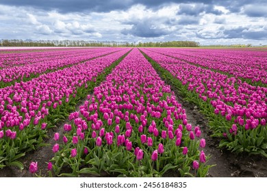 Agricultural tulip fields are in full bloom in the colors purple and pink in the north of the Netherlands in the province of Drenthe.