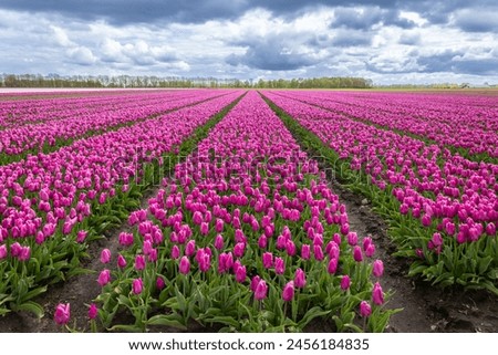 Similar – Image, Stock Photo tulip field Green Red