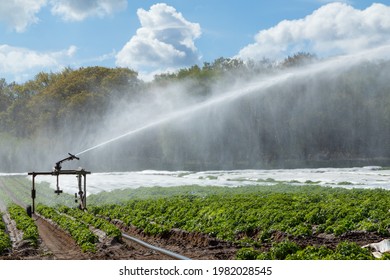Agricultural water sprinkler spraying a mist of water over crops in a field. UK