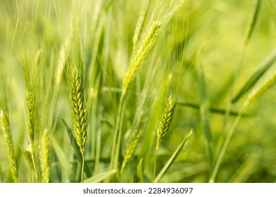 Agricultural wheat crop field with panicles grown and hanging to the plant. Used selective focus.